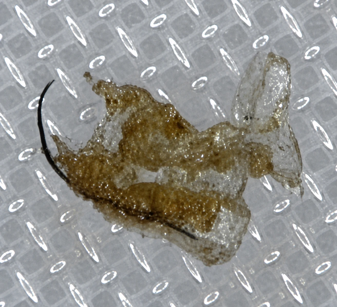 Hasenförmiger Partikel