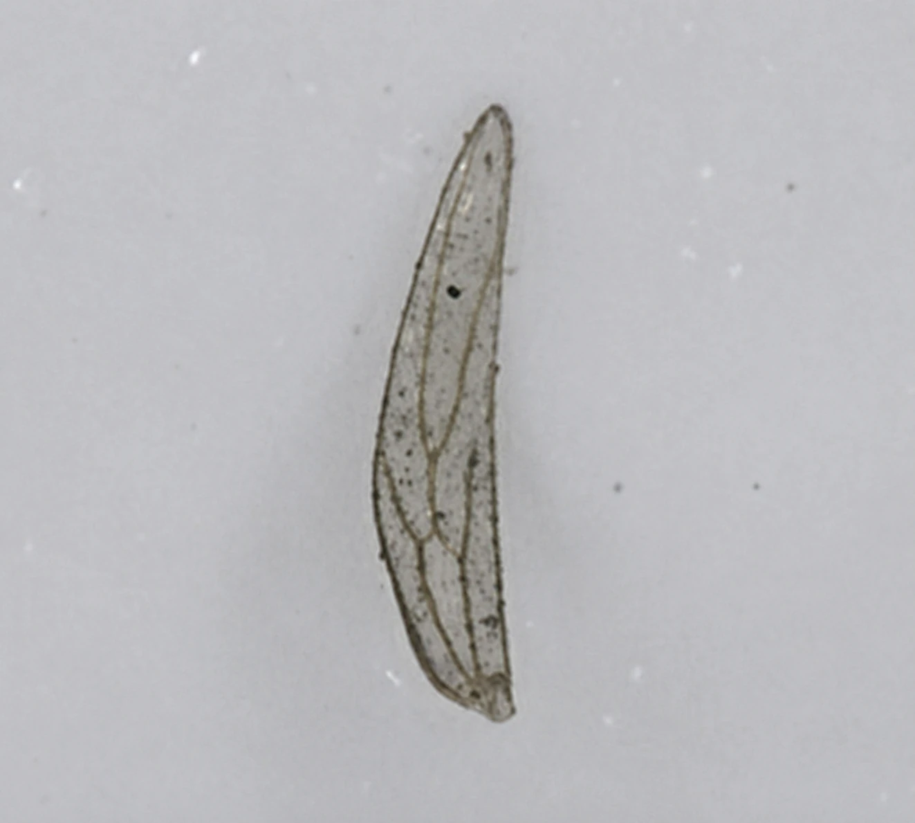 Insektenflügel auf einem Analysefilter