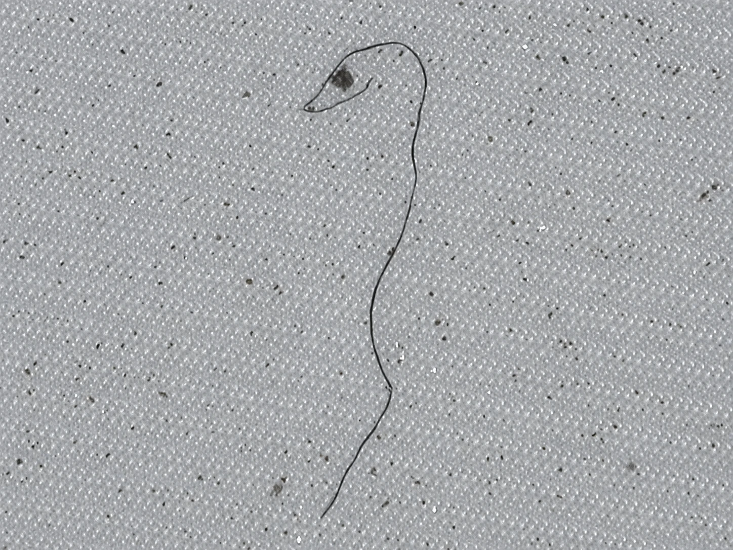 Schlangenförmiger Partikel
