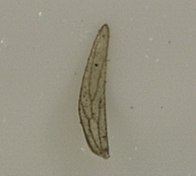 Insektenflügel